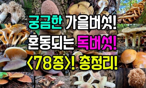缺铁性贫血的人吃什么食物最好-缺铁性贫血吃什么药 女性 效果好网-分享缺铁性贫血的人吃什么补血最快，缺铁性贫血吃什么知识库